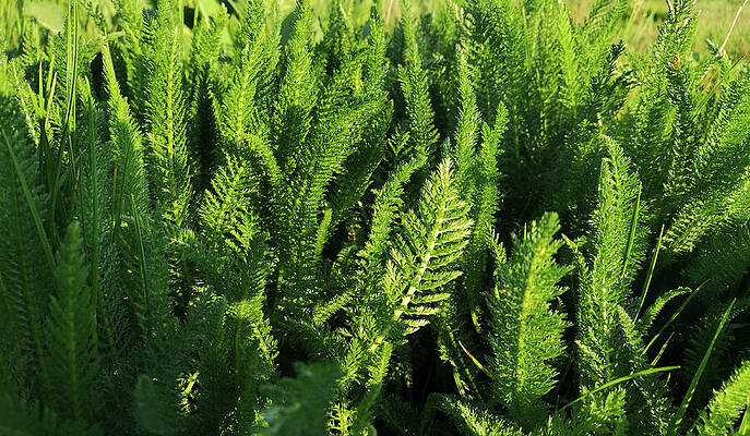 Photograph - Common Yarrow Leaves, Achillea Millefolium, In The Sun Light by Nicko Prints