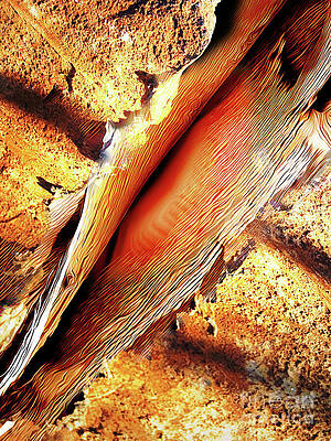 Pattern Photograph - Concrete, Bark, Lips by William Gunn