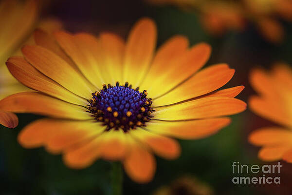 Garden Photograph - Radiant Yellow And Orange African Daisy Flower by Abigail Diane Photography
