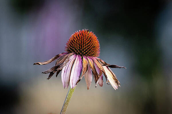 Fall Photograph - Coneflower In Autumn by Craig A Walker