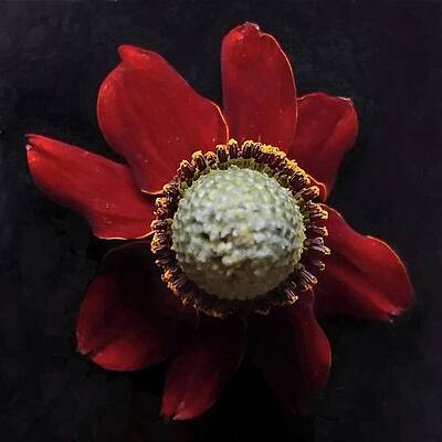 Red Photograph - Coneflower by Joy Garso