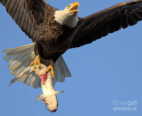 Wall Art featuring the photograph Conowingo Dam Eagle Catfish Hunter by Adam Jewell