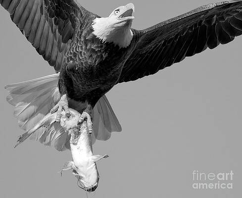Wall Art featuring the photograph Conowingo Dam Eagle Catfish Hunter Black And White by Adam Jewell