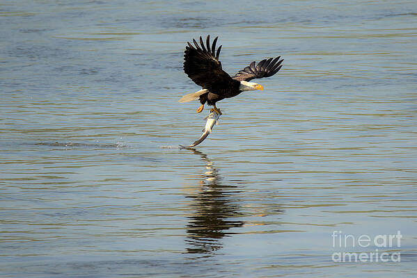 Wall Art featuring the photograph Conowingo Dam Eagle Liftoff by Adam Jewell