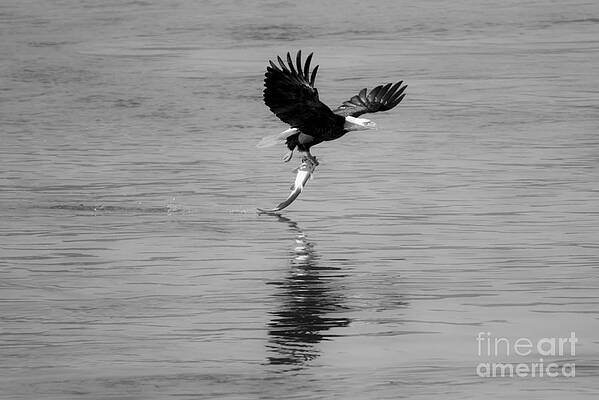 Wall Art featuring the photograph Conowingo Dam Eagle Liftoff Black And White by Adam Jewell