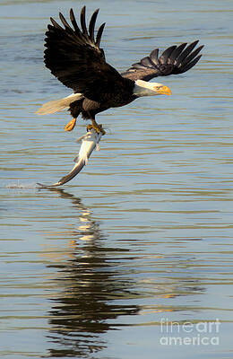 Wall Art featuring the photograph Conowingo Dam Eagle Liftoff Closeup by Adam Jewell