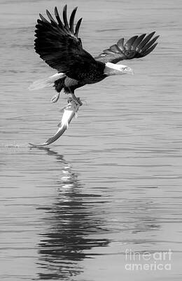 Wall Art featuring the photograph Conowingo Dam Eagle Liftoff Closeup Black And White by Adam Jewell