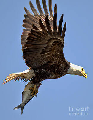 Wall Art featuring the photograph Conowingo Eagle With A Fish Closeup by Adam Jewell