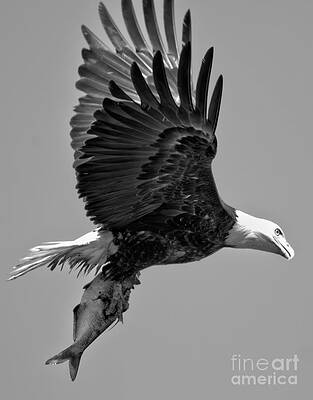 Wall Art featuring the photograph Conowingo Eagle With A Fish Closeup Black And White by Adam Jewell