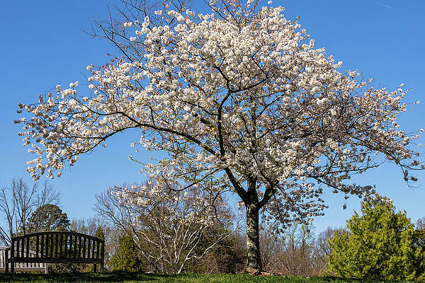 Tree Photograph - Contemplate by David Fountain
