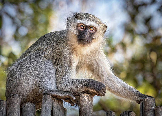 Closeup Wall Art featuring the photograph Contemplating The Day Ahead by Elvira Peretsman