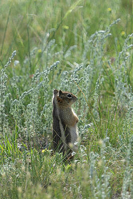 Contemplation by Sunniye Buesing
