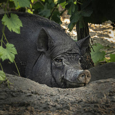Photograph - Contented Boar In Vineyard Shade by Charnwood Photography Fine Art