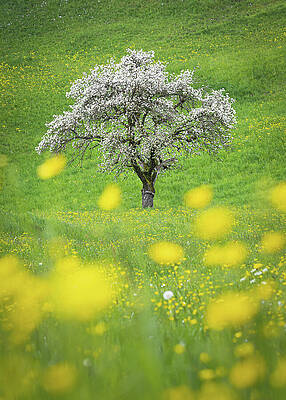 Yellow Wall Art featuring the photograph Contrasting Beauty by Elvira Peretsman