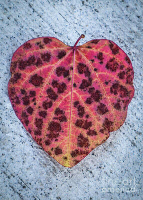 Beautiful Photograph - Conversations From The Heart by D Lee