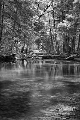 Cook Forest Lush Green Canopy Reflections Black And White by Adam Jewell