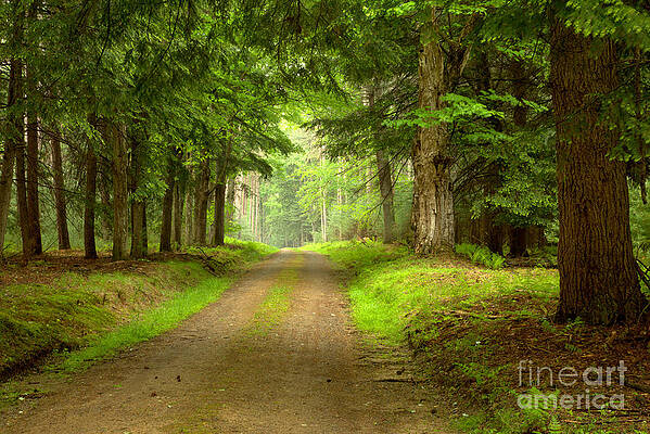 Wilderness Wall Art featuring the photograph Cook Forest Rhododendron Trail View by Adam Jewell