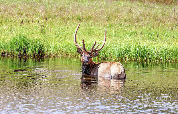 Colorado Wall Art featuring the photograph Cooling Off by Shirley Dutchkowski