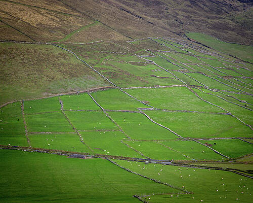 Nature Photograph - Coomeenole Stone Walls by Mark Callanan