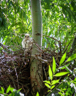 Hawk Photograph - Cooper's Hawk Baby by Joe Fisher