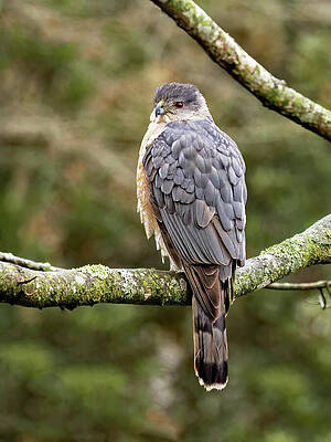 Natural Photograph - Cooper's Portrait by Gina Fitzhugh