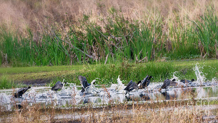 Fl Wall Art featuring the photograph Coots Skipping Across The Water by Mary Lou Chmura