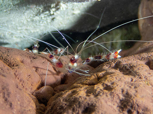 Underwater Wall Art featuring the photograph Coral Banded Shrimp by Brian Weber
