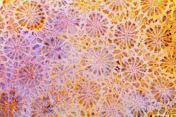 Abstract Photograph - Coral by Eric Kyle