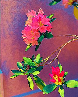 Wall Art featuring the photograph Coral Flowers by Juliette Becker