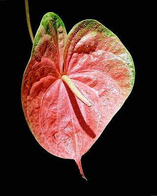 Wall Art featuring the photograph Coral Obake Anthurium by KJ Swan