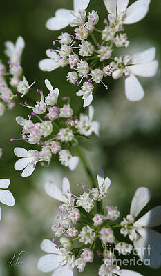 Beautiful Photograph - Coriander Blooms by D Lee
