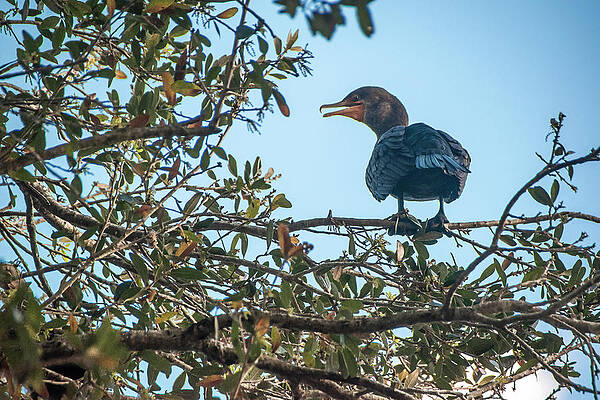 Wildlife Photograph - Cormorant Bird Perches In A Tree 2 by John Twynam