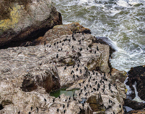 Water Photograph - Cormorant Colony by Joe Fisher