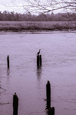 Wall Art featuring the photograph Cormorant Silhouette by Cindy Robinson