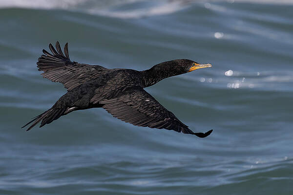 Florida Photograph - Cormorant Wingspread Glide 1 by RD Allen
