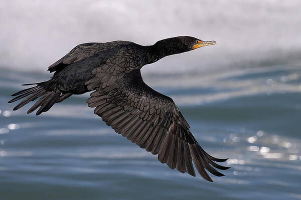 Florida Photograph - Cormorant's Glistening Glide by RD Allen