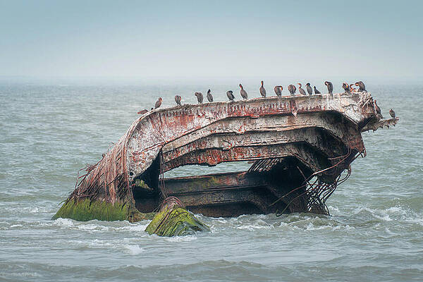Water Wall Art featuring the photograph Cormorants On A Shipwreck by Jason Fink