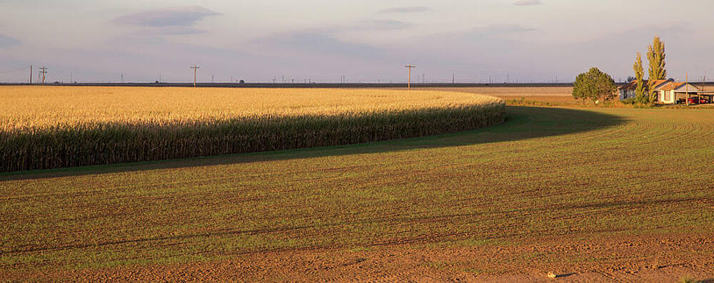 Sunset Photograph - Corn Circle Near Sunset by Steve Templeton
