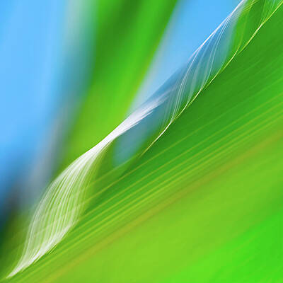 Nature Photograph - Corn Leaves by Ursula Abresch