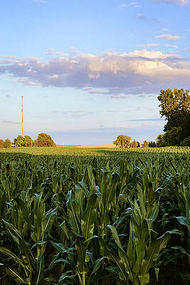 Serene Wall Art featuring the photograph Cornfield Serenity by Travel Essayist