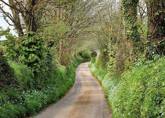 Wall Art featuring the photograph Cornish Lane by Nicholas Blackwell