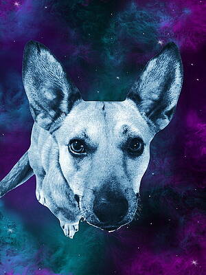 Wall Art featuring the photograph Cosmic Dingo by Onedayoneimage Photography