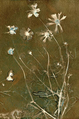 Delicate White Flowers on Brown Background Photograph