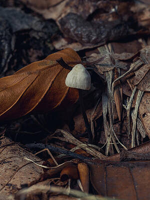 Raw Photograph - Cosy In The Leaves by Scott Lyons
