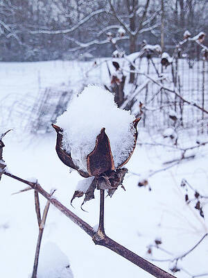 Beautiful Wall Art featuring the photograph Cotton Snowball by Greg Lane