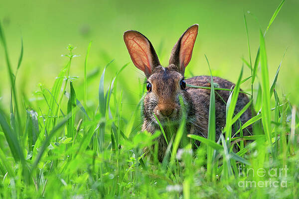 Wall Art featuring the photograph Cottontail Rabbit In The Grass by Rehna George