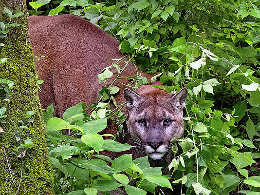 Background Photograph - Cougar by Gina Fitzhugh