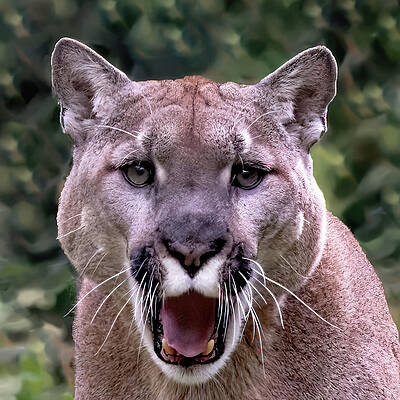 Background Photograph - Cougar Portrait by Gina Fitzhugh