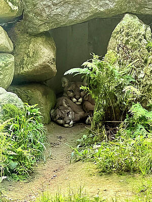 Sunny Day Wall Art featuring the photograph Cougars Peeking by Doreen Rosselli