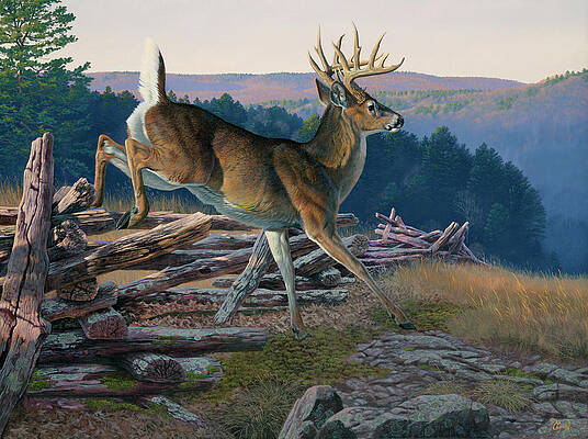 Deer Wall Art for Sale by Al Agnew